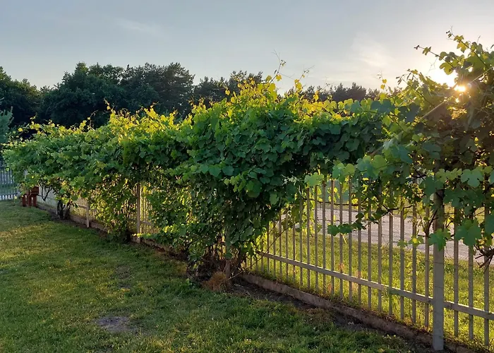 Poranna Rosa 3* Grabowiec (Kuyavian-Pomeranian)